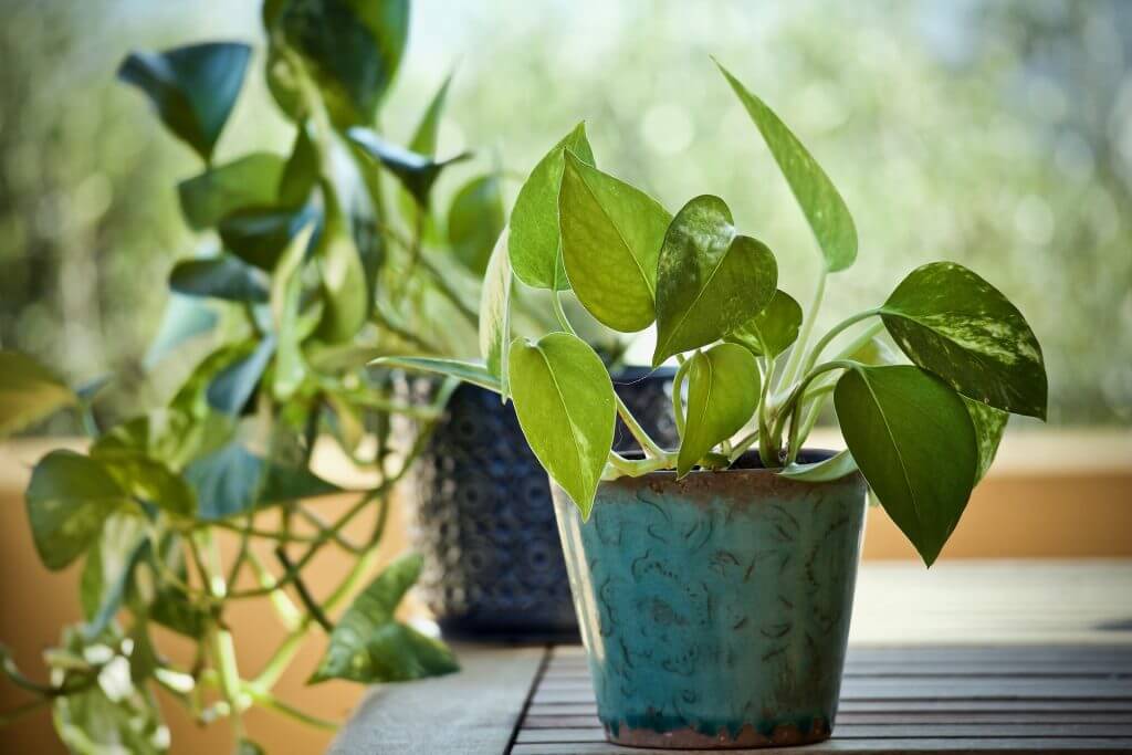 money-plant-benefits-or-ban-loss-economic-astrology-Epipremnum-aureum
