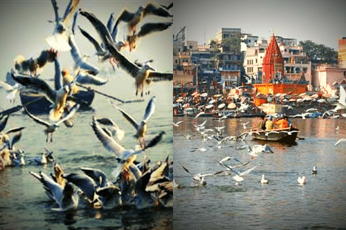 साइबेरियन पक्षी और वाराणसी के पवित्र गंगा घाट का क्या कनेक्शन है?