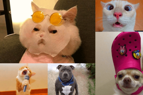 कई बार हमारे Pets ऐसी हरकते करते हैं जिनको देख गुस्सा कम हंसी ज़्यादा आती है