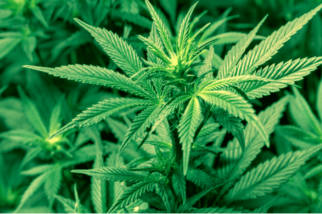 True Facts and Benefits About Illicit Drug Marijuana
