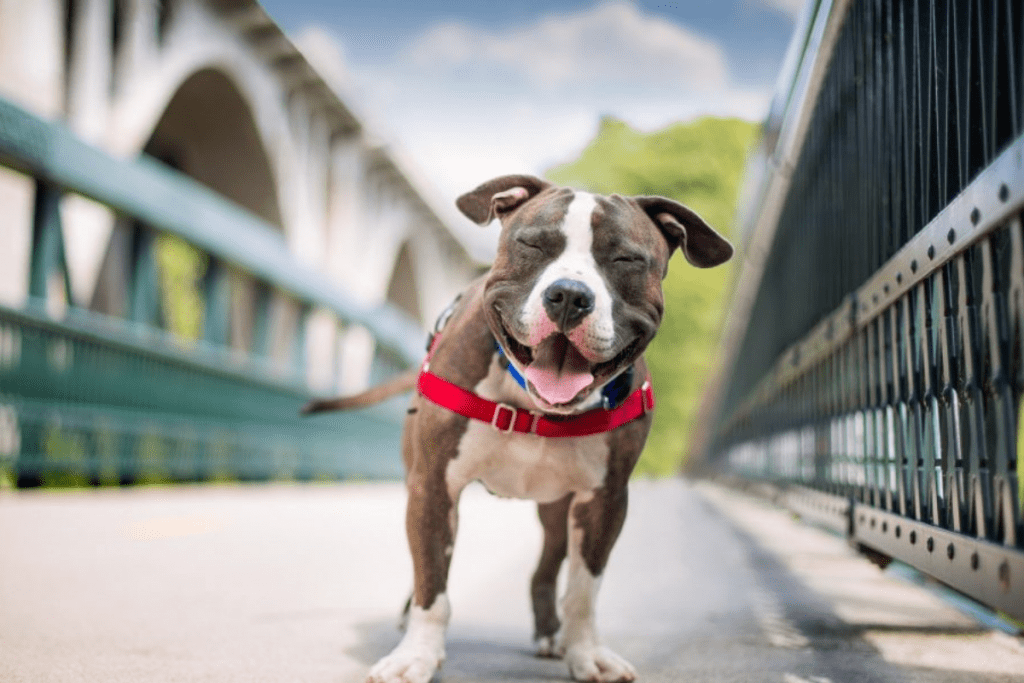 Keeping Your Pet Healthy is Your Responsibility