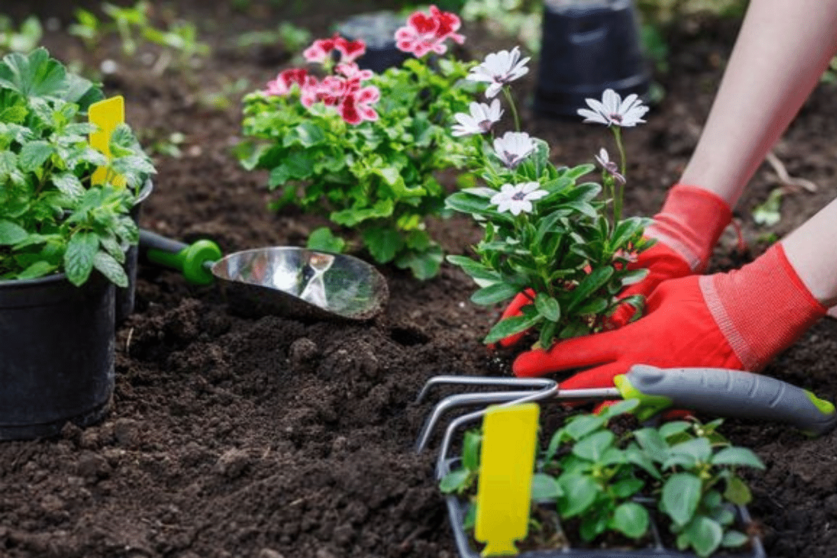 Reasons Why Flowers and Plants are the Best Gifts
